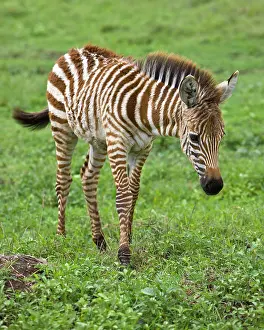 Colt: Africa. Tanzania. Zebra colt at Ngorongoro