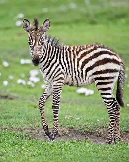 Colt: Africa. Tanzania. Zebra colt at Ngorongoro