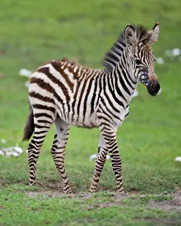 Colt: Africa. Tanzania. Zebra colt at Ngorongoro