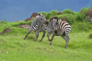 Sparring: Africa. Tanzania. Zebra males sparring at