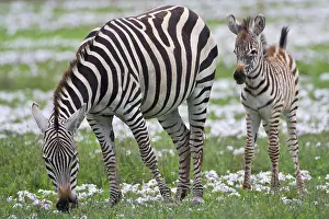 Ngorongoro: Africa. Tanzania. Zebra mother and colt