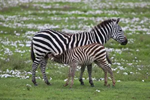 Ngorongoro: Africa. Tanzania. Zebra mother and colt