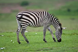 Ngorongoro: Africa. Tanzania. Zebra at Ngorongoro Crater