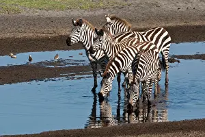 Thirst: Africa. Tanzania. Zebras drinking at Ndutu