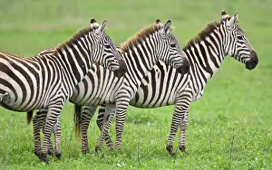 Unison: Africa. Tanzania. Zebras at Ngorongoro Crater
