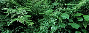 Fertile: Africa, Uganda, Bwindi Impenetrable National