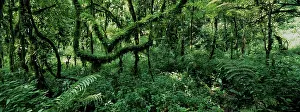 Bwindi: Africa, Uganda, Bwindi Impenetrable National