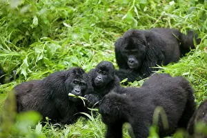 Silverback: Africa, Uganda, Bwindi Impenetrable National