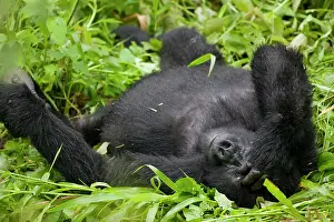 Equatorial: Africa, Uganda, Bwindi Impenetrable National