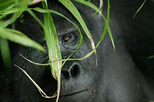 Hidden: Africa, Uganda, Bwindi Impenetrable National