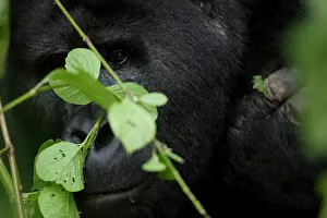 Hidden: Africa, Uganda, Bwindi Impenetrable National