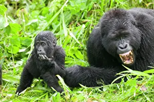 Silverback: Africa, Uganda, Bwindi Impenetrable National