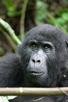Equatorial: Africa, Uganda, Bwindi Impenetrable National