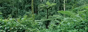 Leafy: Africa, Uganda, Bwindi Impenetrable National