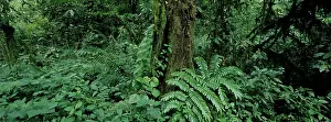 Bwindi: Africa, Uganda, Bwindi Impenetrable National