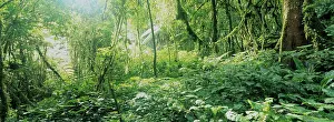 Leafy: Africa, Uganda, Bwindi Impenetrable National