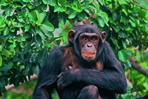 Connie: Africa, Uganda, chimpanzee