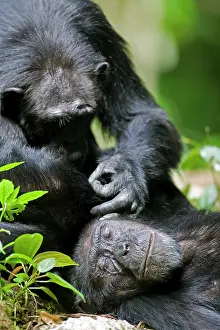 Equatorial: Africa, Uganda, Kibale Forest Reserve, Chimpanzee