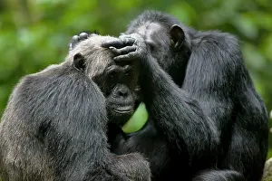 Relationship: Africa, Uganda, Kibale Forest Reserve, Chimpanzee