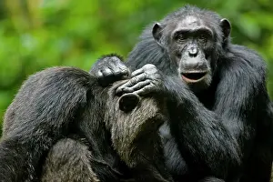 Relationship: Africa, Uganda, Kibale Forest Reserve, Chimpanzee