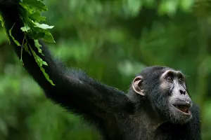 Equatorial: Africa, Uganda, Kibale Forest Reserve, Portrait