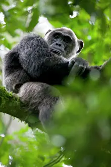 Limb: Africa, Uganda, Kibale Forest Reserve, Portrait