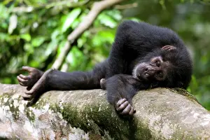 Napping: Africa, Uganda, Kibale Forest Reserve, Young