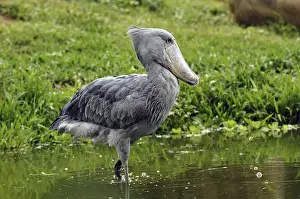 Weird: Africa, Uganda, shoebill (Balaeniceps rex), walking
