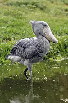 Weird: Africa, Uganda, shoebill (Balaeniceps rex), walking