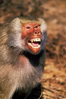 Stuart: Africa, West Africa. Hamadryas Baboon (Papio