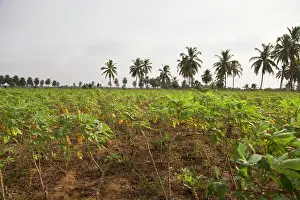 Alida: Africa, West Africa, Togo. Cassava plants