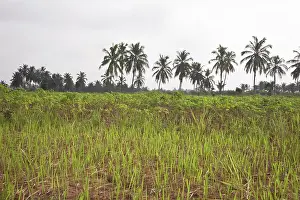 Alida: Africa, West Africa, Togo. Cassava plants