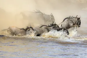 Interest: Africa, Wildebeest migration in Kenya, Masai Mara