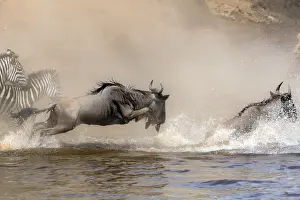 Interest: Africa, Wildebeest migration in Kenya, Masai Mara