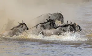 Interest: Africa, Wildebeest migration in Kenya, Masai Mara
