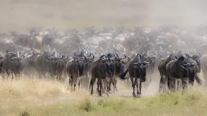 Interest: Africa, Wildebeest migration in Kenya, Masai Mara
