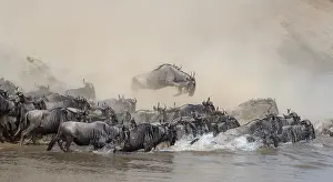 Interest: Africa, Wildebeest migration in Kenya, Masai Mara