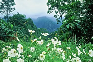 Connie: Africa, wildflowers