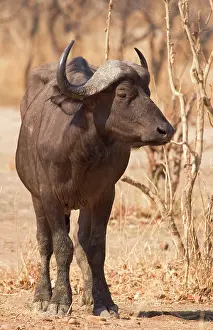 Luangwa: Africa; Zambia; South Luangwa Park; Cape