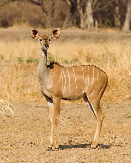 Tragelaphus: Africa; Zambia; South Luangwa Park; Female