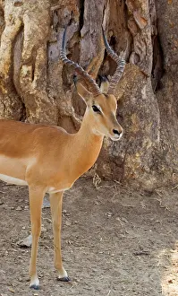 Luangwa: Africa; Zambia; South Luangwa Park; Male