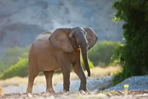 Confidence: African