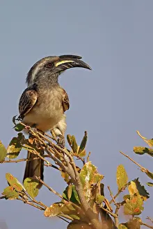 Hornbill: African african grey hornbill (Tockus nasutus) adult