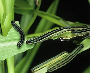 Armyworm: African armyworm