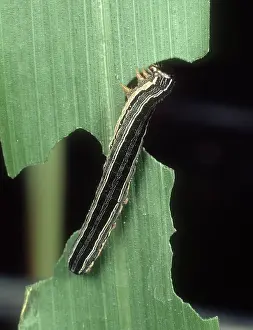 Maize: African armyworm on Corn