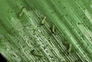Armyworm: African armyworm instar caterpillars
