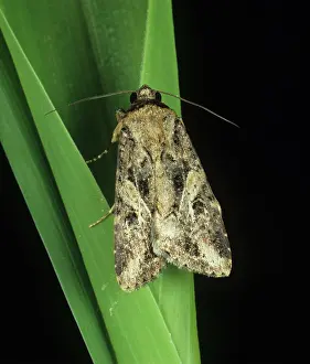 Armyworm: African armyworm moth