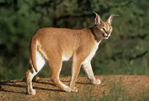 Caracals: African / Asian Caracal