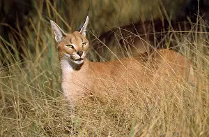 Caracals: African / Asian Caracal