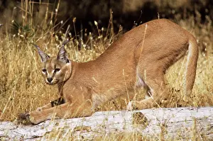 Caracals: African / Asian Caracal - stretching on log